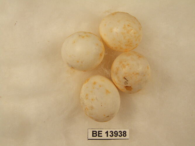 Four bird eggs with specimen label.