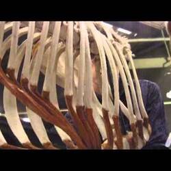 Phar Lap Reunion: reassembling the skeleton.