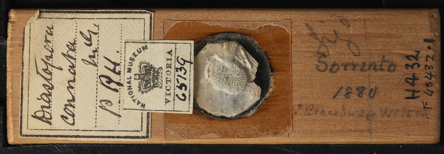 Bryozoan specimen in wooden microslide with handwritten labels.