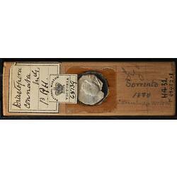 Bryozoan specimen in wooden microslide with handwritten labels.