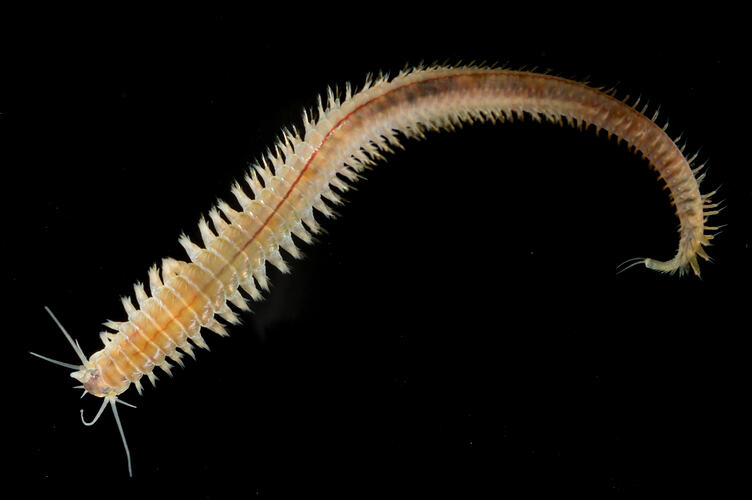 dorsal view of orange bristle worm against black background.