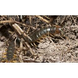 Family Scolopendridae, Scolopendrid Centipede. Budj Bim Cultural Heritage Landscape, Victoria.