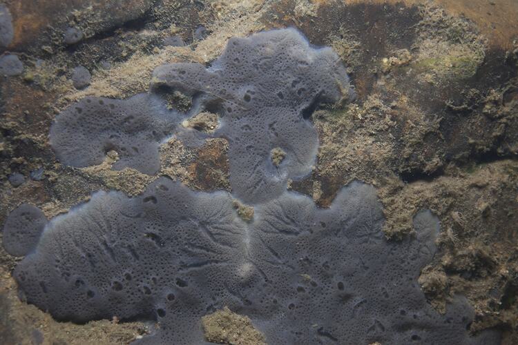 <em>Stratospongilla lanei</em>, freshwater sponge. Mitchell River National Park, Victoria.