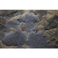 <em>Stratospongilla lanei</em>, freshwater sponge. Mitchell River National Park, Victoria.