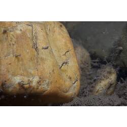 <em>Rheotanytarsus</em> sp., non-biting midge. Mitchell River National Park, Victoria.