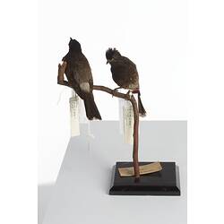 <em>Pycnonotus cafer</em>, Red-vented Bulbul, mounts.  Registration nos. 25868 (right) & 25869 (left).