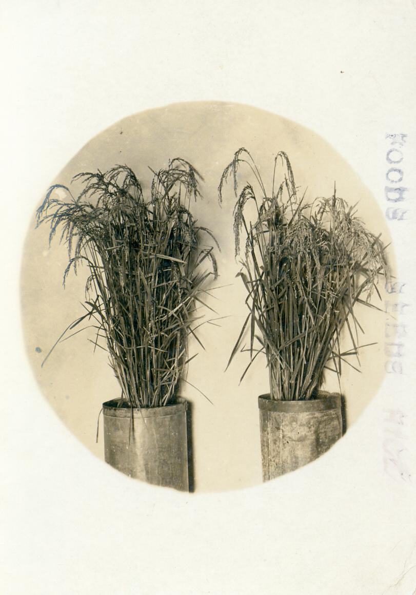 Taksha Rice Takasuka Rice in Australia, 1906-1928
