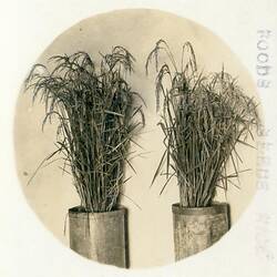 Postcard - Potted Japanese Rice Plants, J. Takasuka, Tyntynder West, via Swan Hill, Victoria, 2 Mar 1917