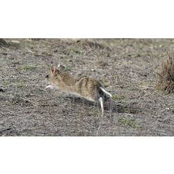 Brown bandicoot leaping across dry ground.