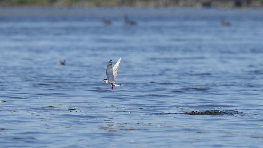 Whiskered Tern.