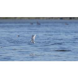 Whiskered Tern.