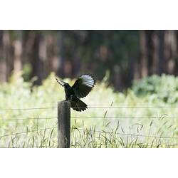 Black bird with white wing tips landing on fence post, wings held up and out.