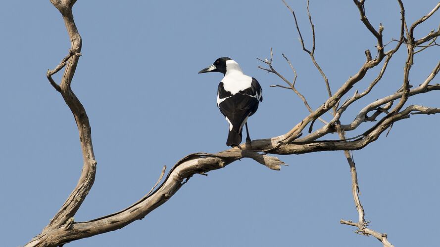 Back view of black and white bird sitting on branch.