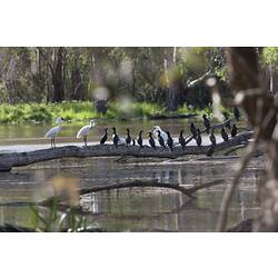 <em>Phalacrocorax sulcirostris</em>, and <em>Platalea regia</em>, Little Black Cormorants and Royal Spoonbills. Sale Common State Game Refuge, Victoria.