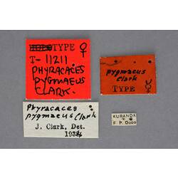 Entomology type specimen labels.