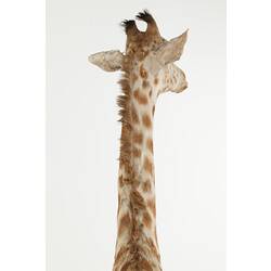 Detail of head and neck of juvenile giraffe specimen, rear view.