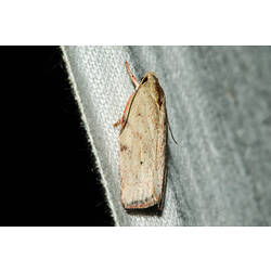 <em>Euchaetis inceptella</em>, moth. Murray Explored Bioscan.
