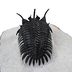 Dorsal view of trilobite with trident-like protrusion at front curled over rock plinth.