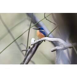 Azure Kingfisher.