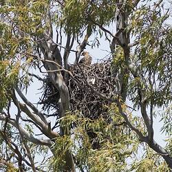 Whistling kite and nest with hatchlings next to caravan park.