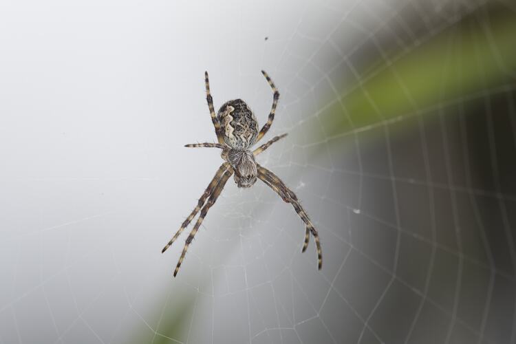 <em>Argiope</em> sp., orb-weaving spider. Murray Explored Bioscan.