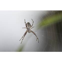 <em>Argiope</em> sp., orb-weaving spider. Murray Explored Bioscan.