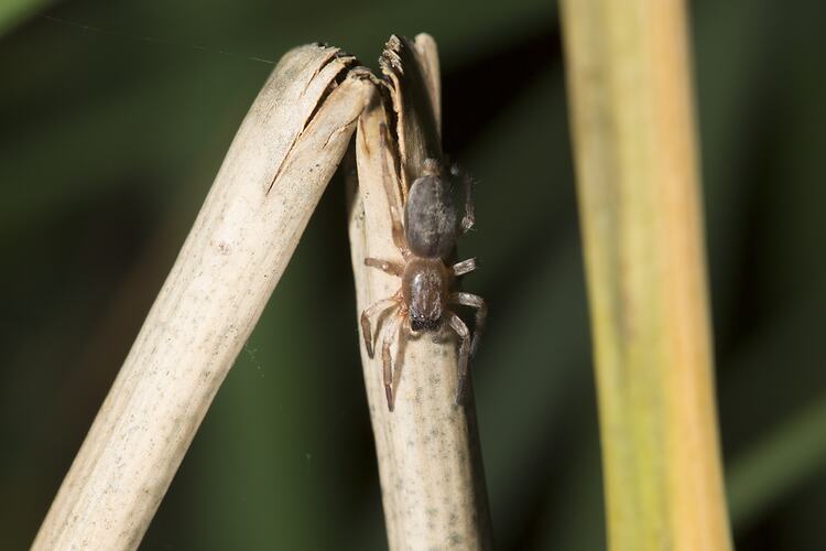 Family Clubionidae, sac spider. Murray Explored Bioscan.