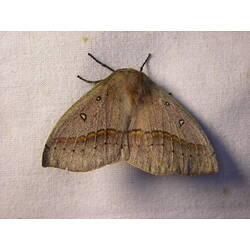Pale brown patterned moth on white background.