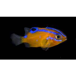 Bright orange fish with blue stripes, side view.