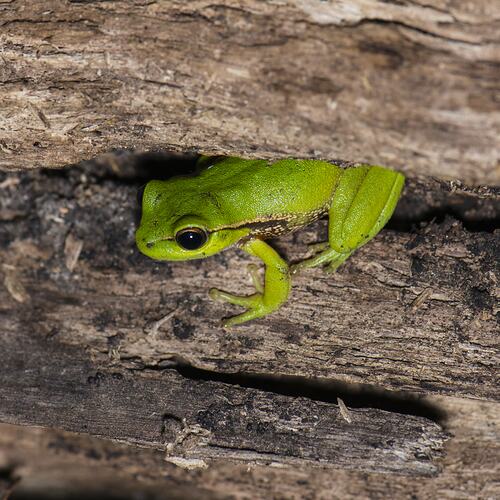 Southern leaf green tree frog.