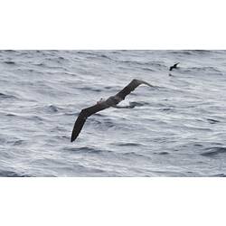 Black-browed Albatross.
