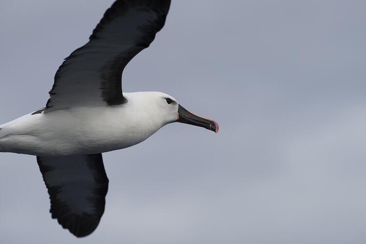 White-bellied seabird with black wings in flight.