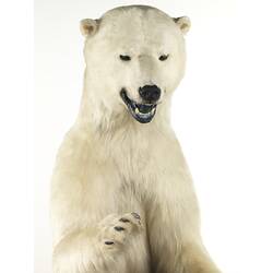 Head and shoulders of taxidermied polar bear.