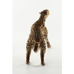 Rear view of taxidermied leopard cat.