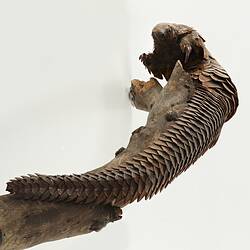 Long-tailed Pangolin specimen on branch viewed looking up from base of tail.