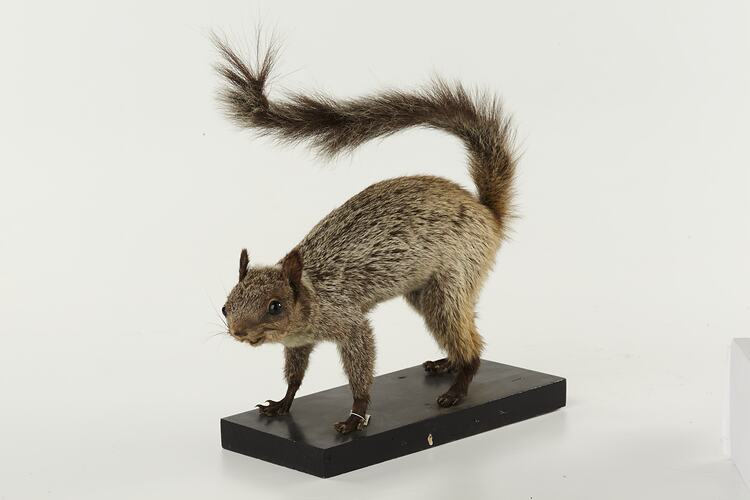 Taxidermied squirrel specimen.