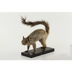 Taxidermied squirrel specimen.