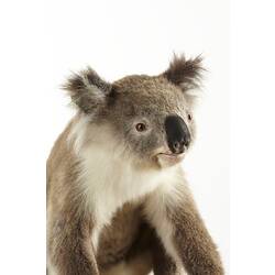 Close up of taxidermied koala specimen.