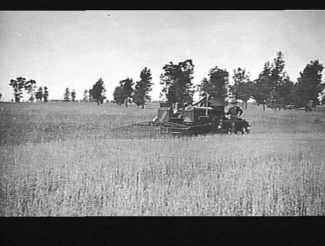 AUTO HEADER AT WORK ON MR. ATKINSON'S FARM AT BERRIGAN, NSW: DEC 1926