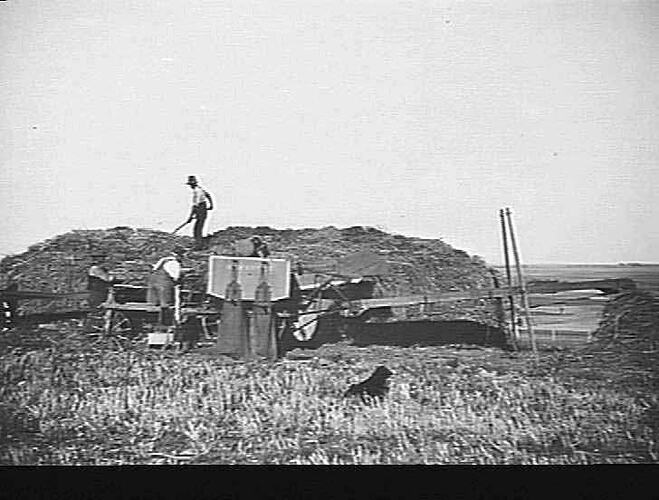HEADER THRESHING MILLET ON MR. W. A. POOLI'S FARM, MICKLEHAM: APRIL 1928