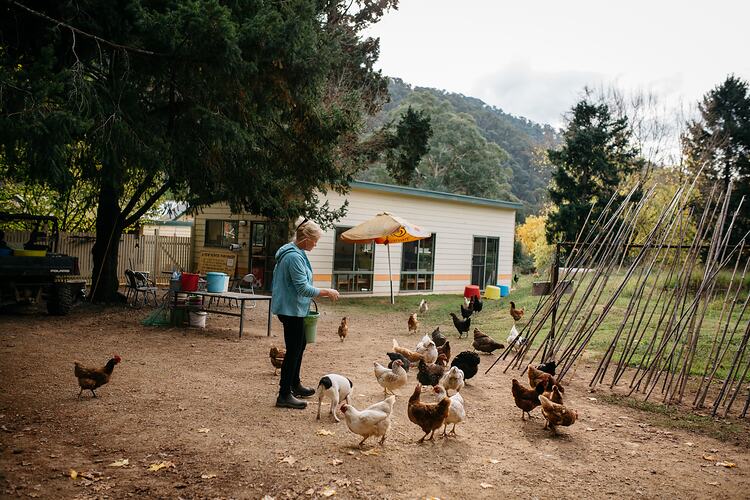 Woman feeding chickens in front of small building.