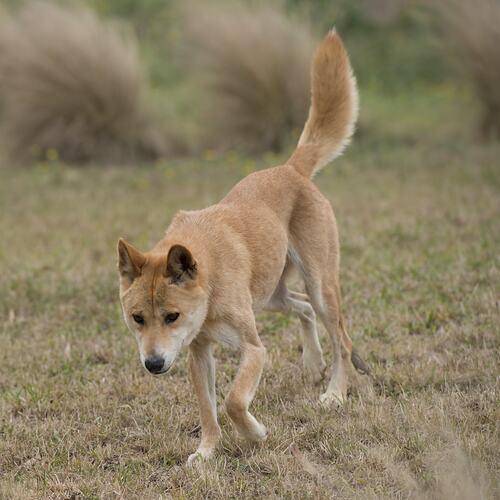 Tan-coloured dog, nose-down, tail-up.