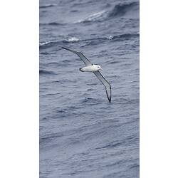 Narrow-winged seabird soaring above water.