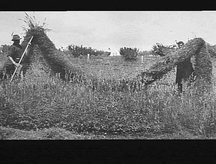 Photograph H.V. McKay Pty Ltd, Farm Equipment Manufacture & Field