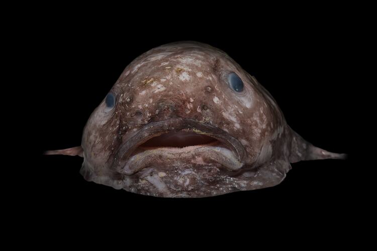 Sad-looking, mottled blobfish.