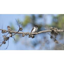 <em>Sugomel niger</em>, Black Honeyeater, male. Hattah National Park, Victoria.