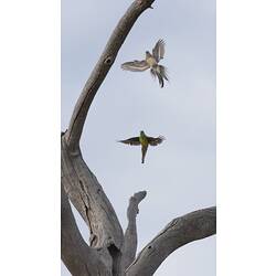 Two parrots in flight, one paler and more drab than the other.