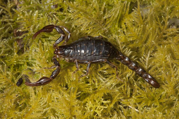 <em>Cercophonius kershawi</em>, scorpion. Wilsons Promontory National Park, Victoria.