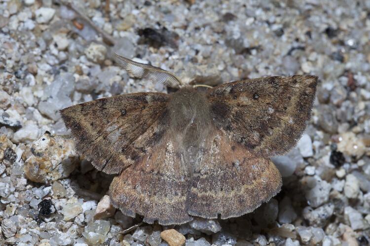 <em>Anthela repleta</em>, anthelid moth. Wilsons Promontory National Park, Victoria.