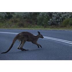 Kangaroo on road.
